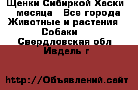 Щенки Сибиркой Хаски 2 месяца - Все города Животные и растения » Собаки   . Свердловская обл.,Ивдель г.